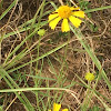 Bitter Sneezeweed