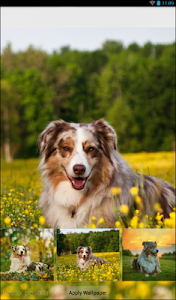 Australian Shepherd Theme screenshot 11