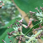 Carolina Mantis