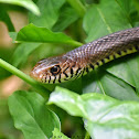 Oriental RatSnake