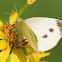 Small White Butterfly