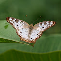 White Peacock