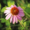 Eastern Purple Coneflower