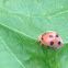 southern squash lady beetle