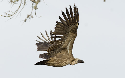 New home for endangered vultures in Eastern Cape