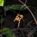 Keeled slug-eating snake