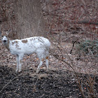 Piebald White-tailed deer