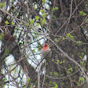 House Finch