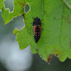 Multicolored Asian Ladybeetle (larva)