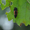 Multicolored Asian Ladybeetle (larva)