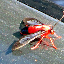 Scarlet-bodied Wasp Moth