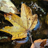 Sul pelo dell'acqua di 