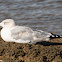 Yellow-legged Gull