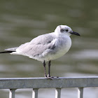 Laughing Gull