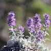 Silky Phacelia