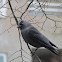 Western jackdaw