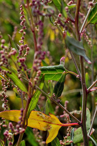 Atriplex prostrata