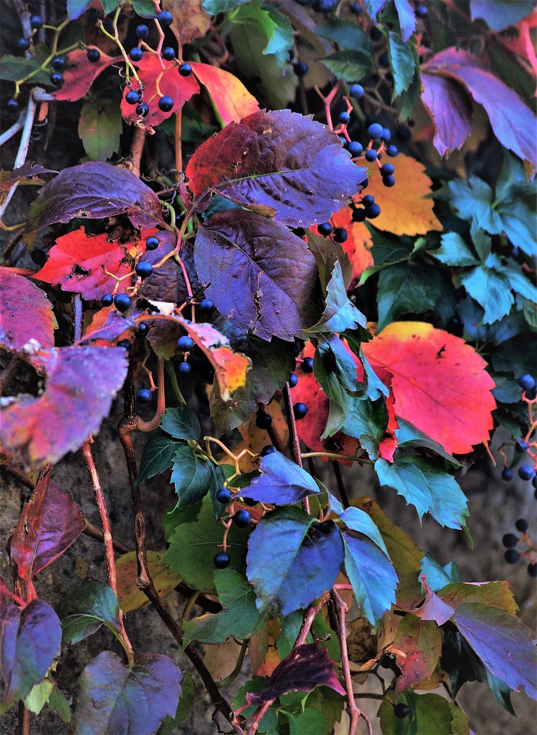 Quando ogni foglia è un fiore di ely50