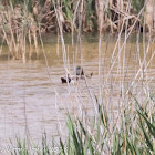 Shoveler; Pato Cuchara