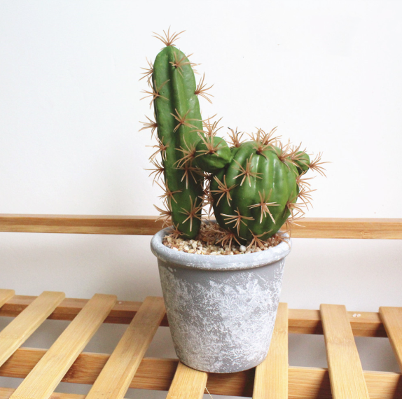 Simulation Of Tropical Succulents Prickly Pear Bonsai
