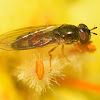 Chequered hoverfly