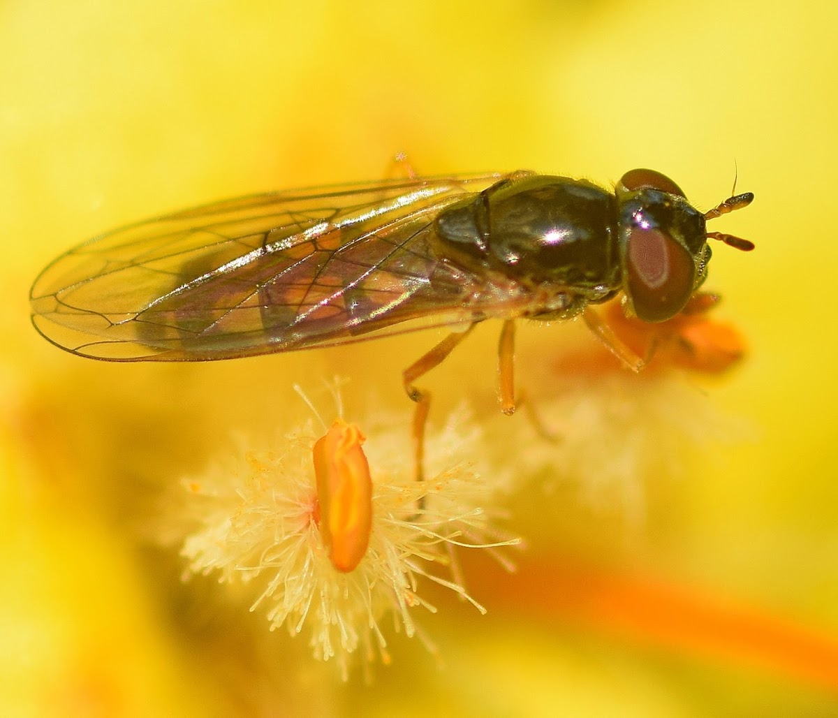 Chequered hoverfly