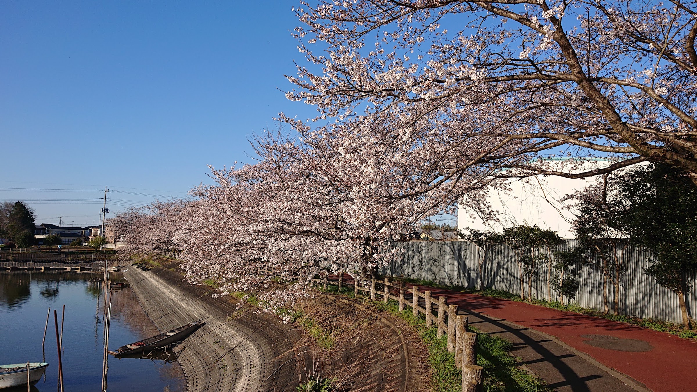 観桜苑から少し南の桜です。