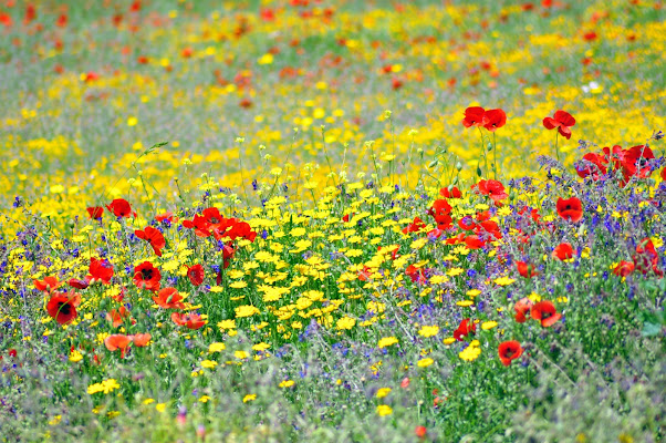 primavera fuori roma di walterferretti