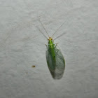 Common green lacewing