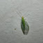 Common green lacewing