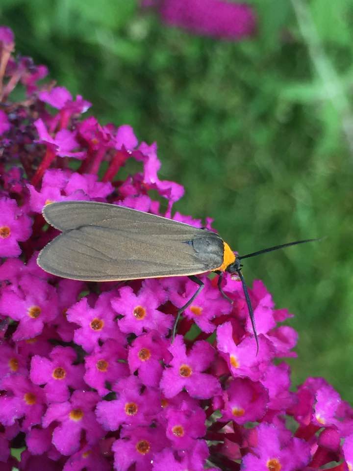 Yellow-Collared Scape Moth