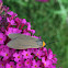 Yellow-Collared Scape Moth