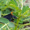 White-tipped Black or Snowbush Spanworm