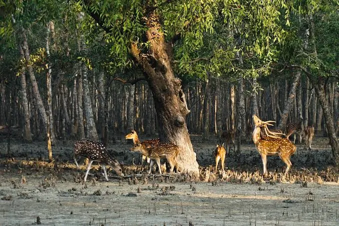 The Sundarbans