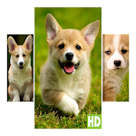 Cover Image of Скачать Corgi Wallpapers 1.0.3 APK