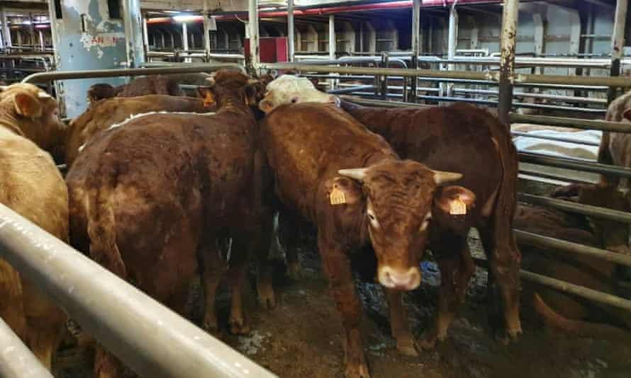 Cattle on the Karim Allah
