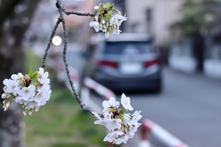 オデッセイの桜・桜と愛車・一眼レフ・RC.Style・RC camber unionに関するカスタム事例の投稿画像4枚目