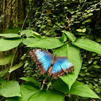 mariposa que se descanta di 