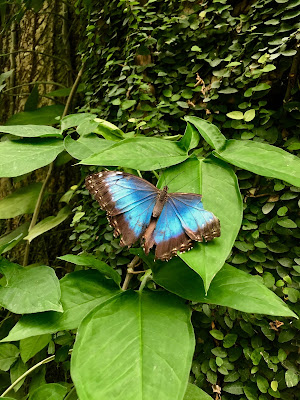 mariposa que se descanta di sasha_napoletano