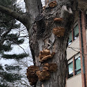 Common tree fungus