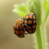 Potato Ladybird
