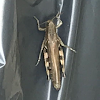 American Grasshopper