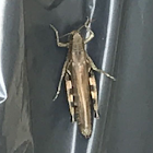 American Grasshopper