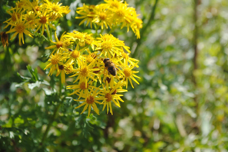 Il giallo naturale di MDM