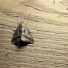 Small Mocis Moth