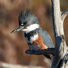 Belted kingfisher (female)