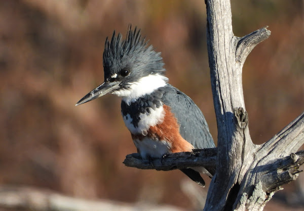 Belted kingfisher (female)