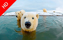 Polar Bear - New Tab in HD small promo image