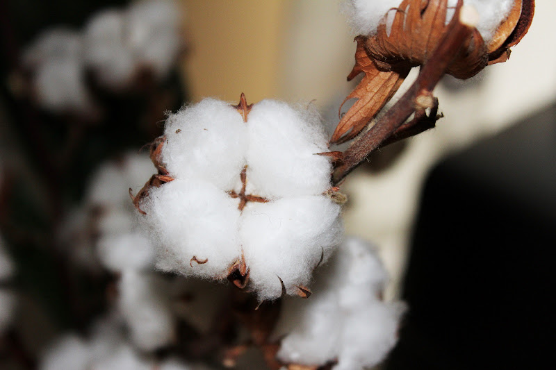 fiore di cotone di danielaphoto