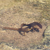 Eastern Newts - Mating